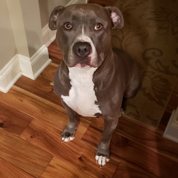 Meet your Posher, Lauren - Picture 2 of 2